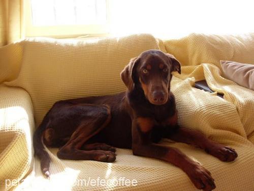 kızıldobi Dişi Doberman Pinscher