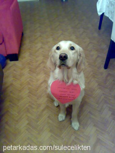 goldie Dişi Golden Retriever