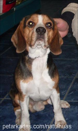 jack Erkek Beagle