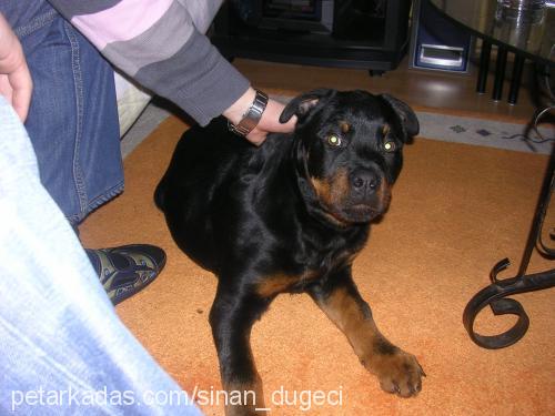 kanks Erkek Rottweiler