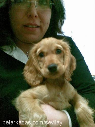 puffy Dişi İngiliz Cocker Spaniel