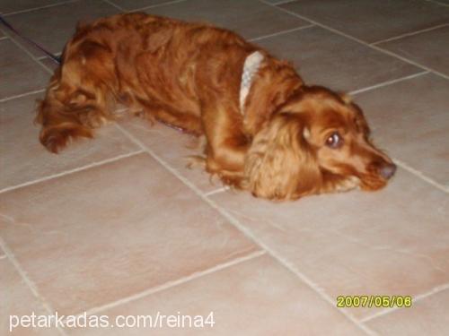 reina Dişi Amerikan Cocker Spaniel