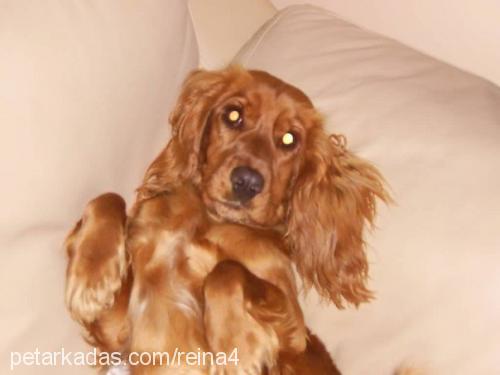 reina Dişi Amerikan Cocker Spaniel