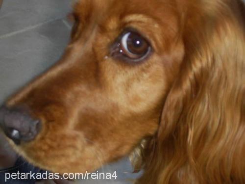 reina Dişi Amerikan Cocker Spaniel