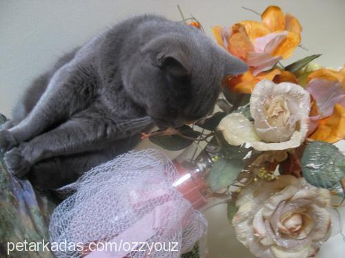 duman Dişi British Shorthair