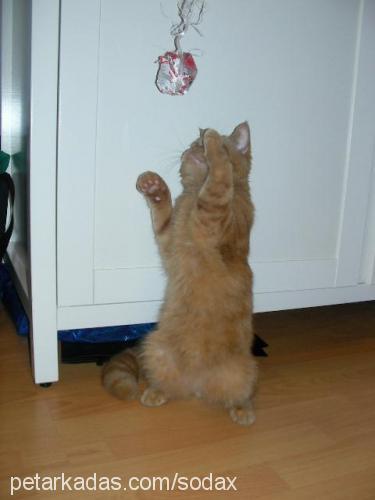 google Erkek Exotic Shorthair