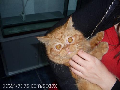 google Erkek Exotic Shorthair