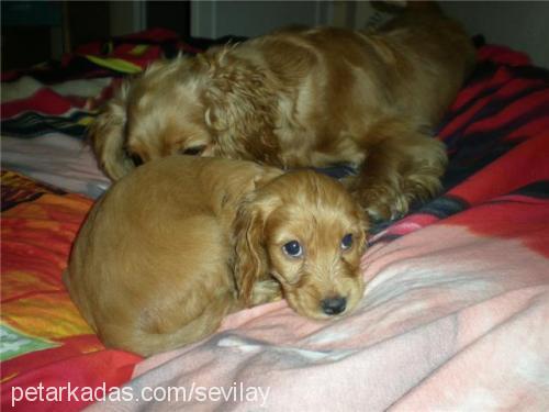 puffy Dişi İngiliz Cocker Spaniel