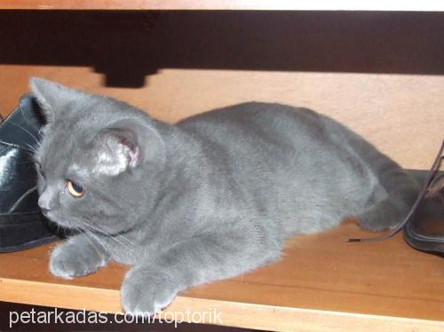 toptorik Erkek British Shorthair