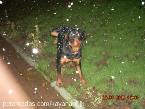 paşa Erkek Rottweiler