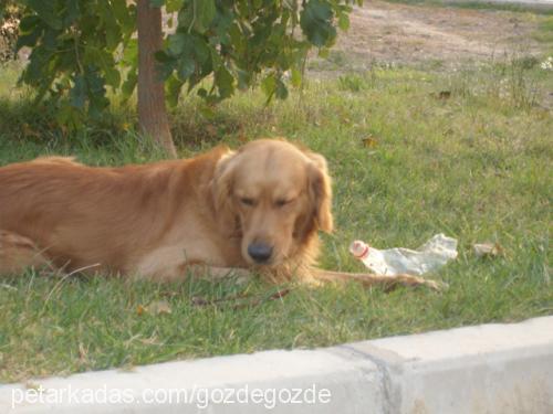 dürüm Erkek Golden Retriever