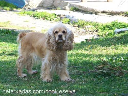 oli Dişi Amerikan Cocker Spaniel