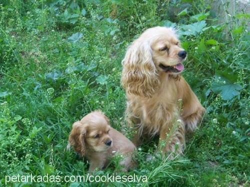 oli Dişi Amerikan Cocker Spaniel