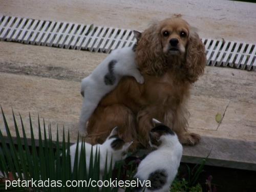 oli Dişi Amerikan Cocker Spaniel