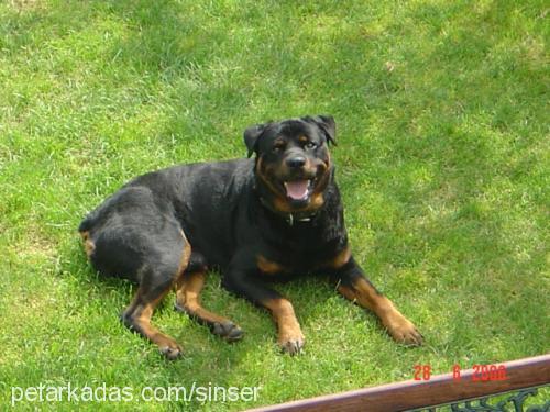 pascal Erkek Rottweiler