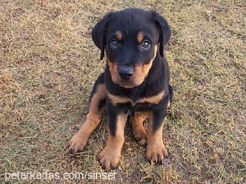 pascal Erkek Rottweiler