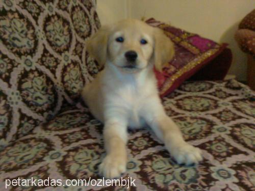 ada Dişi Golden Retriever