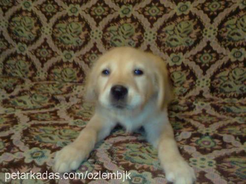 ada Dişi Golden Retriever