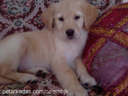 ada Dişi Golden Retriever