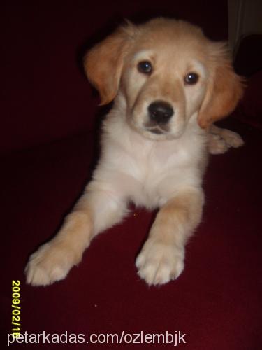 ada Dişi Golden Retriever