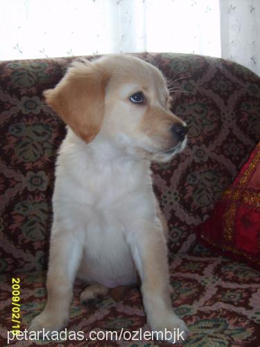 ada Dişi Golden Retriever