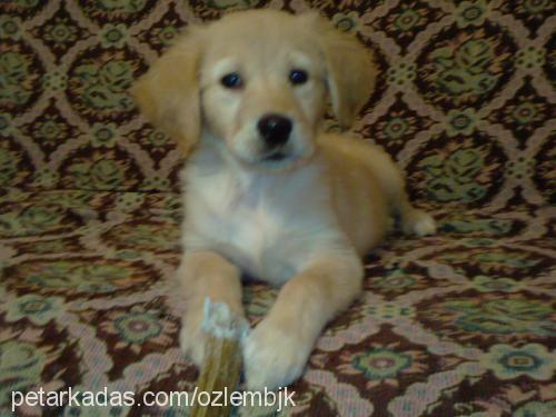 ada Dişi Golden Retriever