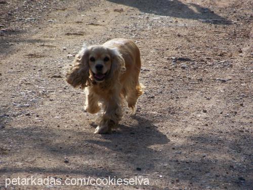 oli Dişi Amerikan Cocker Spaniel