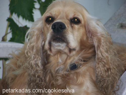 oli Dişi Amerikan Cocker Spaniel