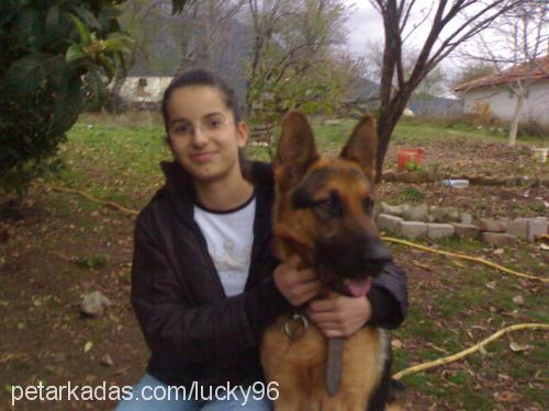 lucky.. Erkek Alman Çoban Köpeği