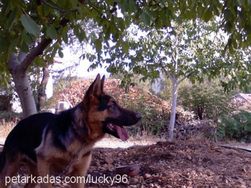 lucky.. Erkek Alman Çoban Köpeği