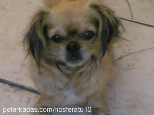 dasiy Dişi Pekingese