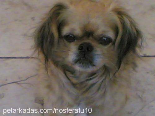 dasiy Dişi Pekingese