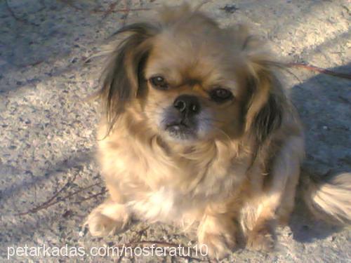 dasiy Dişi Pekingese