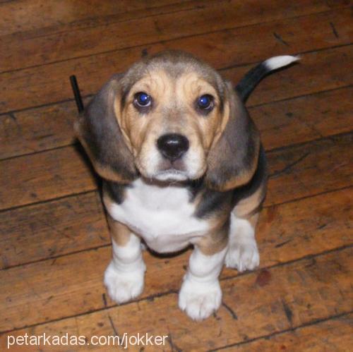 joker Dişi Beagle