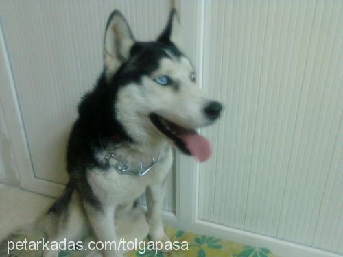 paşa Erkek Sibirya Kurdu (Husky)