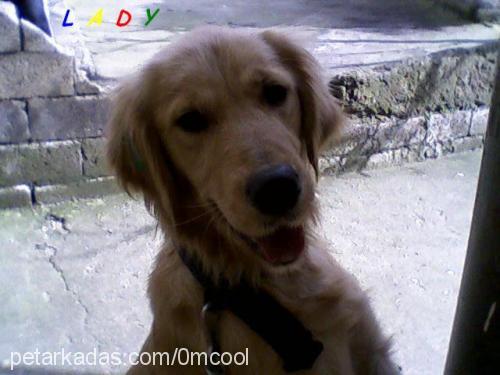 lady Dişi Golden Retriever