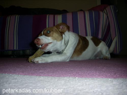 miller Erkek Jack Russell Terrier