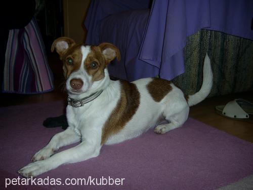 miller Erkek Jack Russell Terrier