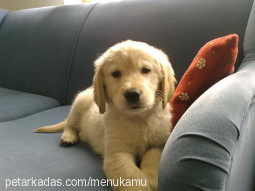 armi Dişi Golden Retriever