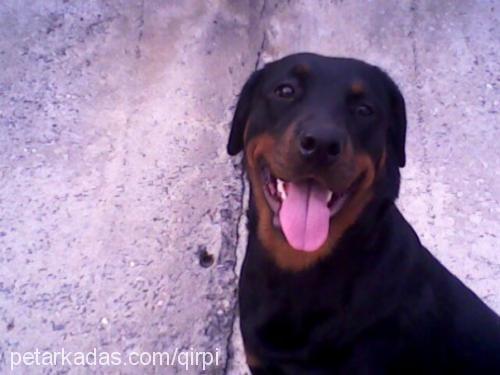 nınaa Dişi Rottweiler