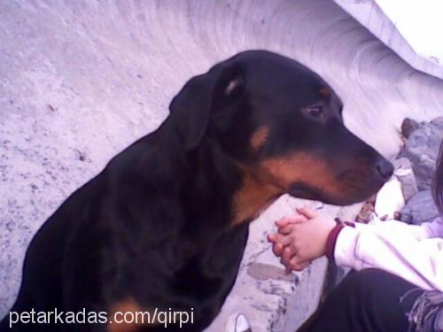 nınaa Dişi Rottweiler