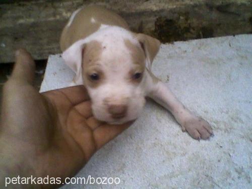 bozoo Erkek Amerikan Staffordshire Terrier