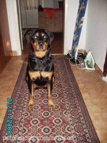 ruj Dişi Rottweiler