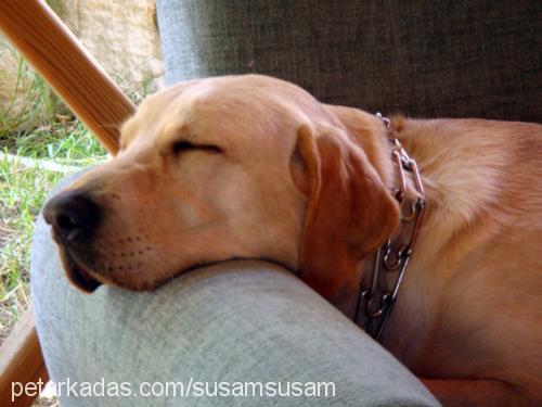 susam Erkek Labrador Retriever