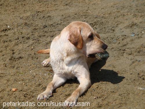 susam Erkek Labrador Retriever