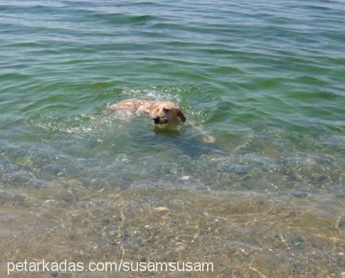 susam Erkek Labrador Retriever