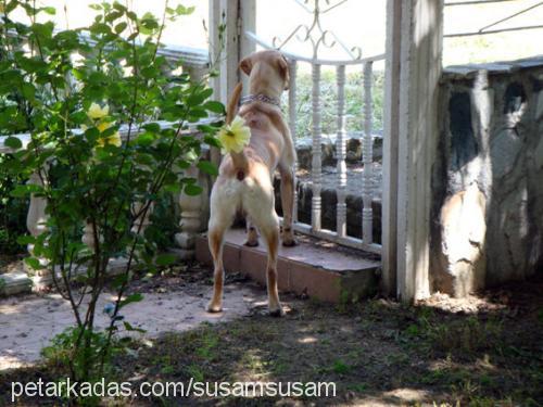 susam Erkek Labrador Retriever