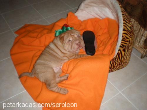 leon Erkek Çin Shar-Pei