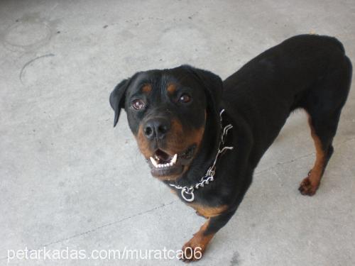 hektor Erkek Rottweiler