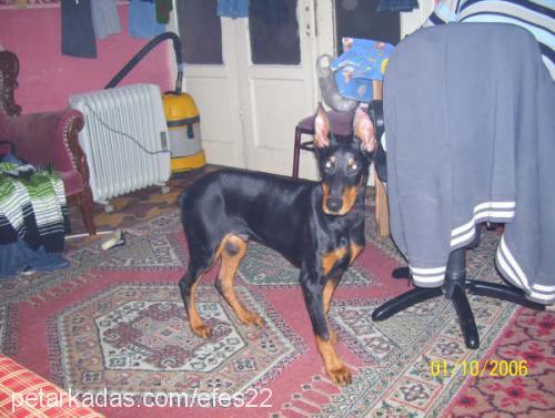 devil Erkek Doberman Pinscher